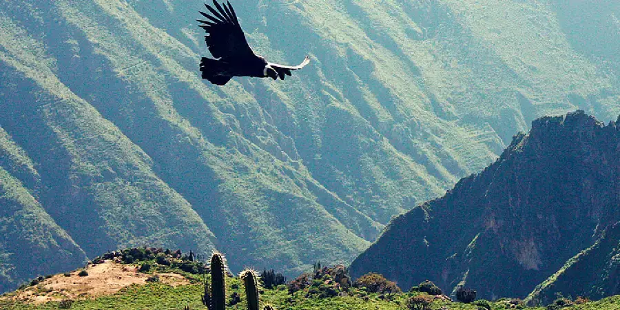 Cañón del Colca
