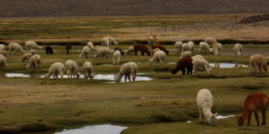 Salinas y Aguada Blanca